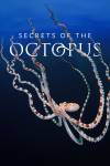 Secrets of the Octopus